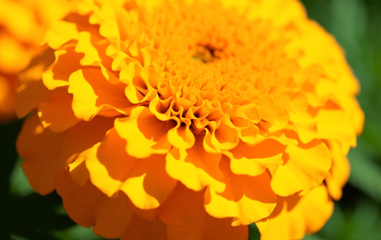 Marigold as a source of eye energy